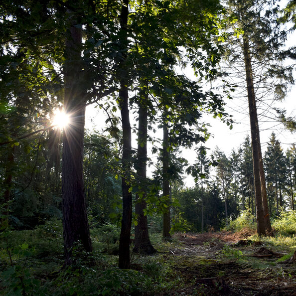 Blick in den Wald